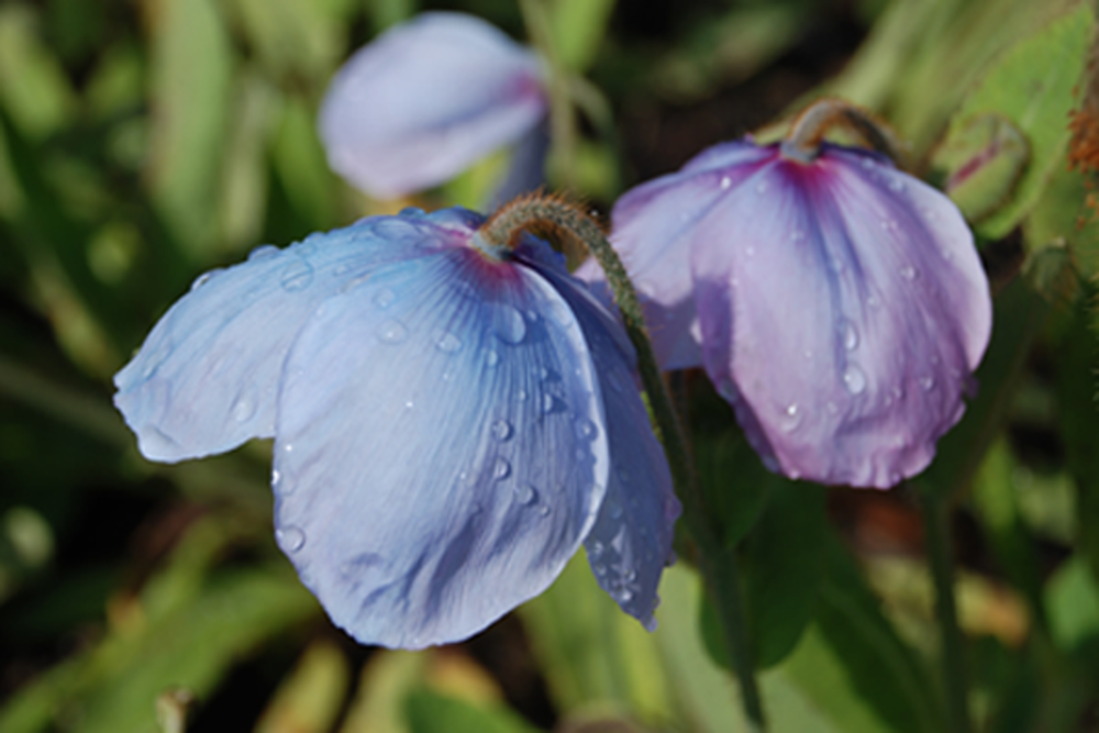The sky-blue or pale lilac flowers with overlapping petals.